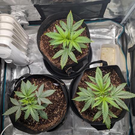 Winter Grow - 3 Strains