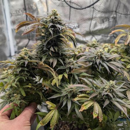 Winter Grow - 3 Strains