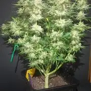 Winter Grow, Super Silver Haze