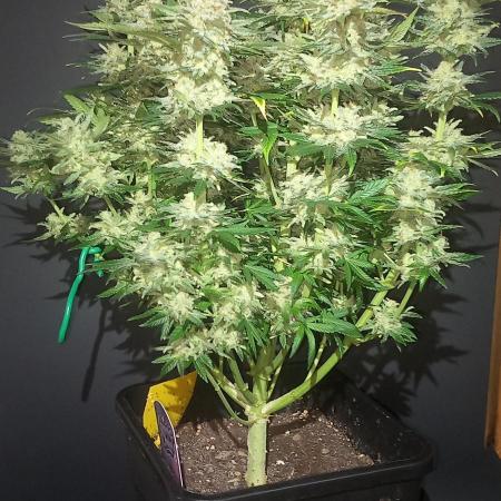 Winter Grow, Super Silver Haze