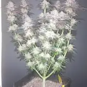 Cali Funk #Thseeds