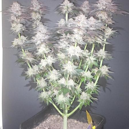 Cali Funk #Thseeds