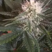 Winter Grow, Super Silver Haze
