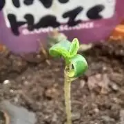 Winter Grow, Super Silver Haze