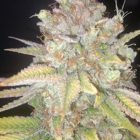 Blue Zushi