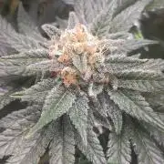 Winter Grow, Super Silver Haze