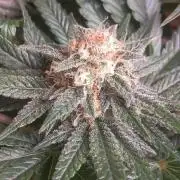 Winter Grow, Super Silver Haze