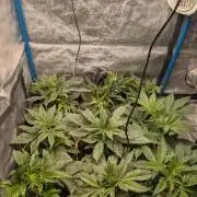 Terpshelf's TerpLog #1- Gamper