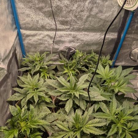 Terpshelf's TerpLog #1- Gamper