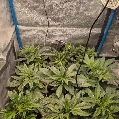 Terpshelf's TerpLog #1- Gamper