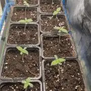 Terpshelf's TerpLog #1- Gamper