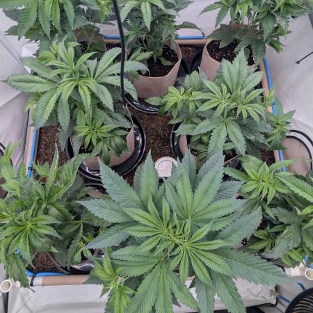 Terpshelf's TerpLog #1- Gamper