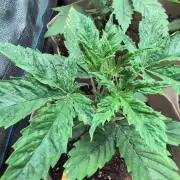 Terpshelf's TerpLog #1- Gamper