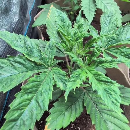 Terpshelf's TerpLog #1- Gamper