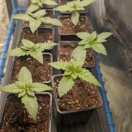 Terpshelf's TerpLog #1- Gamper