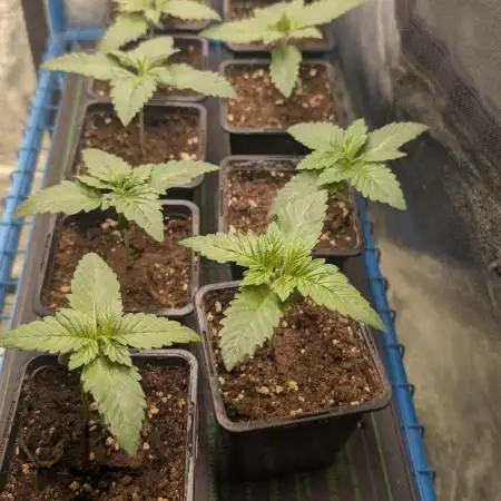 Terpshelf's TerpLog #1- Gamper