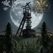 Terpshelf's TerpLog #1