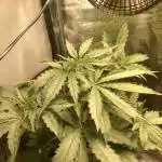 Gorilla glue auto