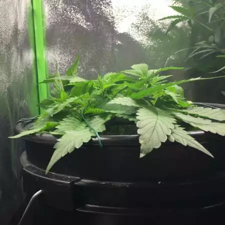 Red Mandarine f1 Dwc - Mandy