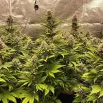 Banana Purple Punch Auto