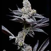 Huge Mind fuck plant