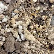 Gorilla Cookies auto closet grow