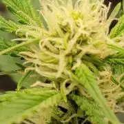 Gorilla Cookies auto closet grow