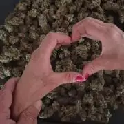 Gorilla Cookies auto closet grow