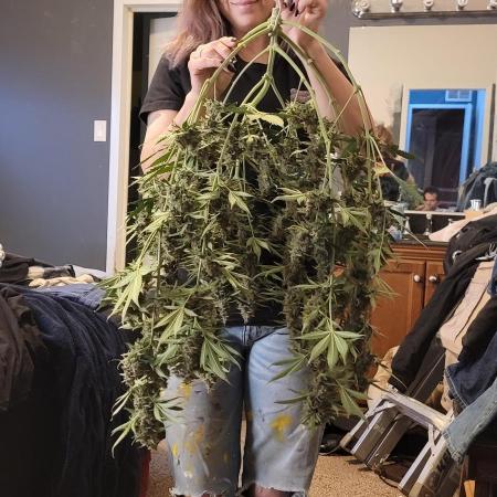 Gorilla Cookies auto closet grow