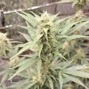Gorilla Cookies auto closet grow