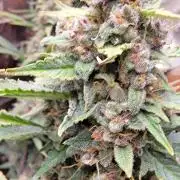 Gorilla Cookies auto closet grow