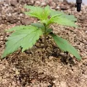 Gorilla Cookies auto closet grow