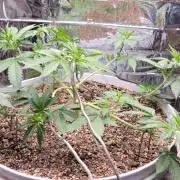 Gorilla Cookies auto closet grow