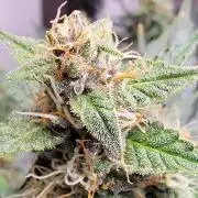 Gorilla Cookies auto closet grow