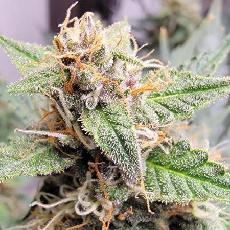 Gorilla Cookies auto closet grow