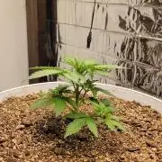 Gorilla Cookies auto closet grow