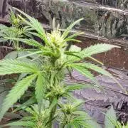 Gorilla Cookies auto closet grow