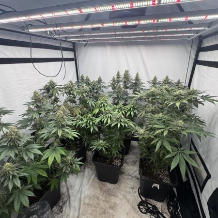 Multi strain grow