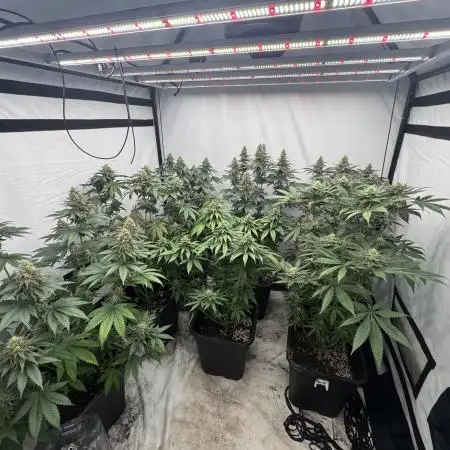Multi strain grow