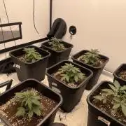 Multi strain grow
