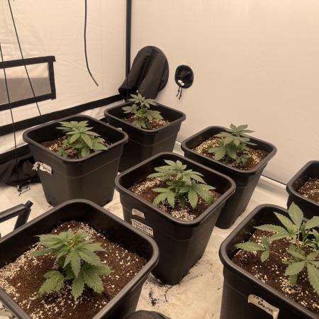 Multi strain grow