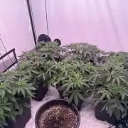 Multi strain grow