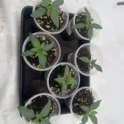 Multi strain grow