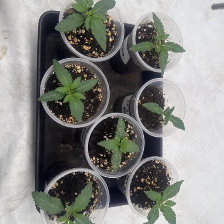 Multi strain grow