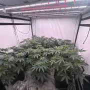 Multi strain grow