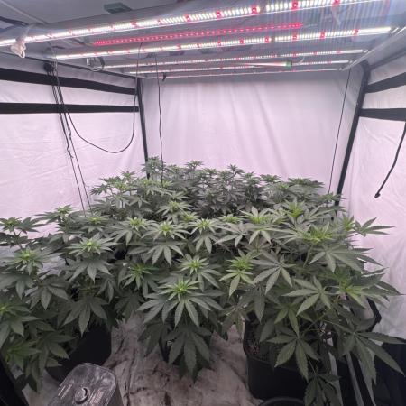 Multi strain grow