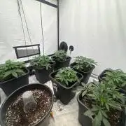 Multi strain grow