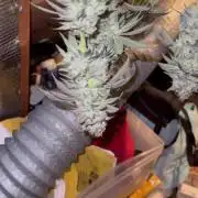 Multi strain grow