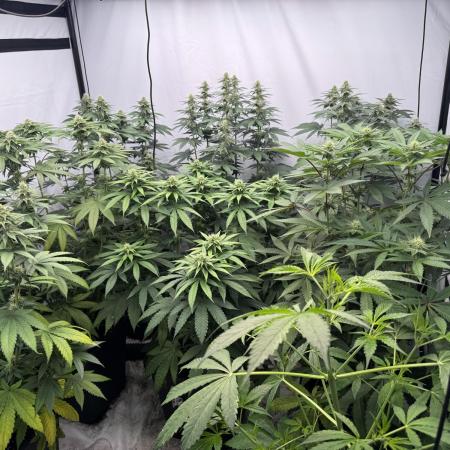 Multi strain grow