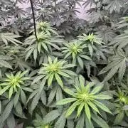 Multi strain grow